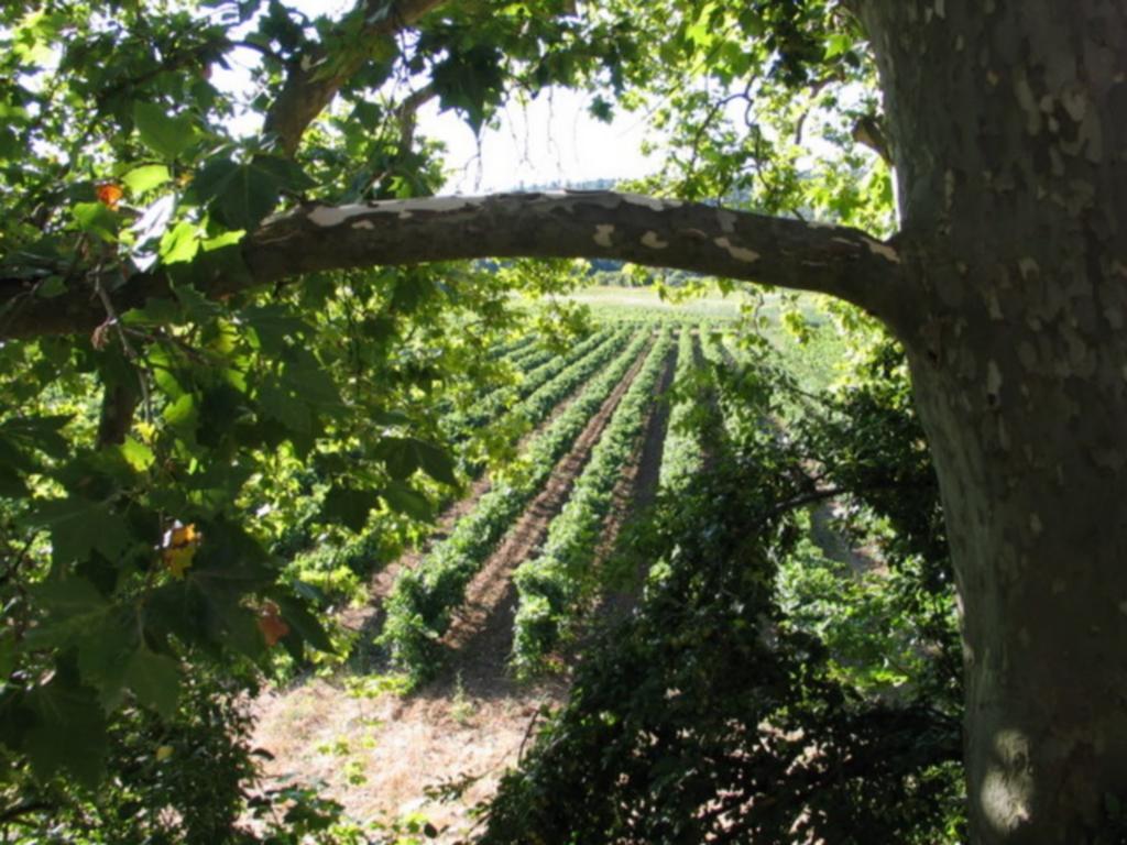 Отель Domaine Saint Dominique Seillons-Source-d'Argens Экстерьер фото